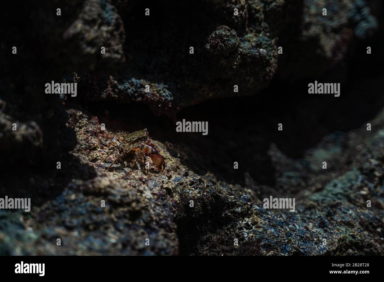 granchio a piedi sulle rocce vicino al mare o l'oceano in spiaggia. Granchio Di Roccia Marmorizzato, Pachygrapsus Marmoratus Foto Stock