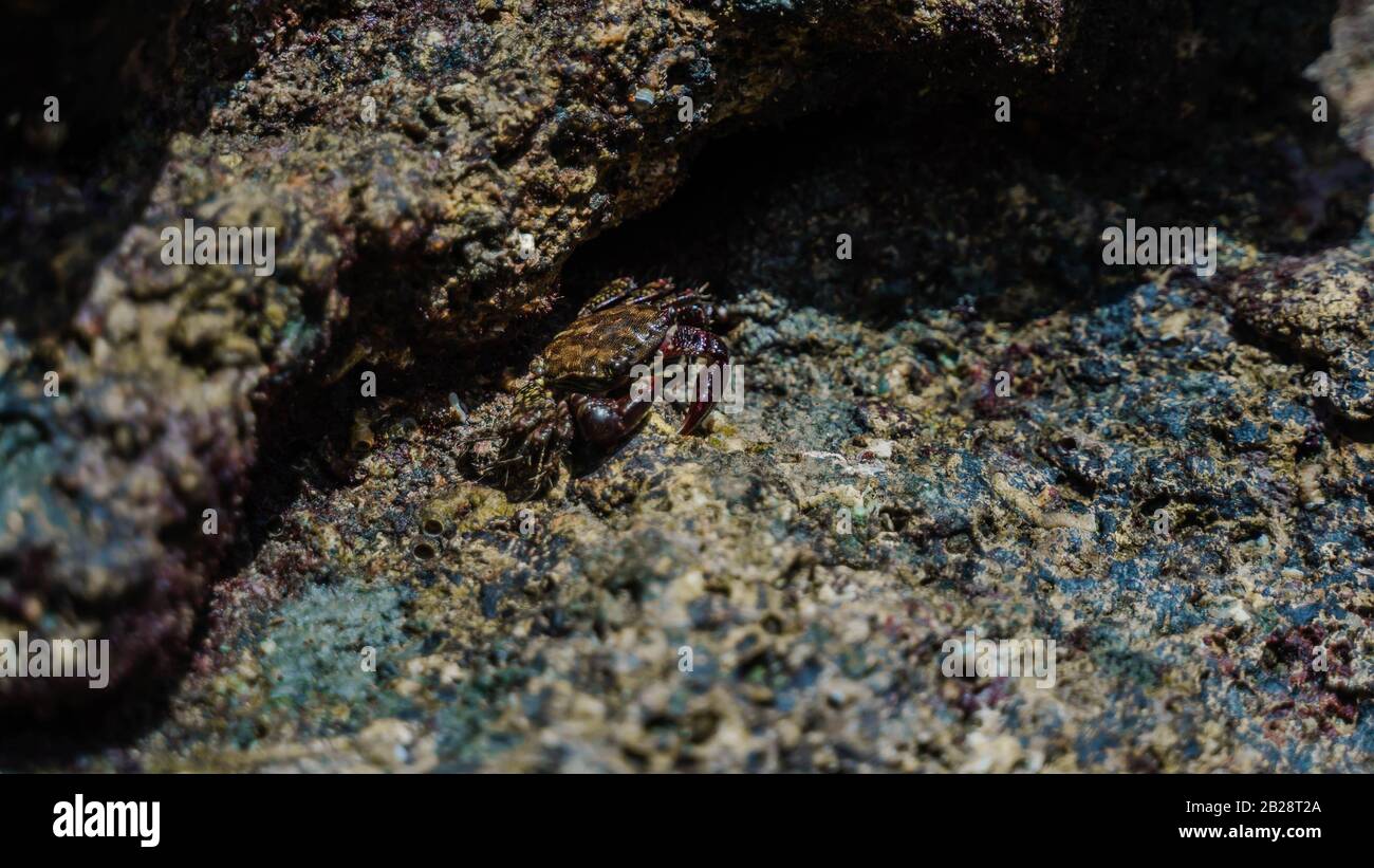 granchio a piedi sulle rocce vicino al mare o l'oceano in spiaggia. Granchio Di Roccia Marmorizzato, Pachygrapsus Marmoratus Foto Stock