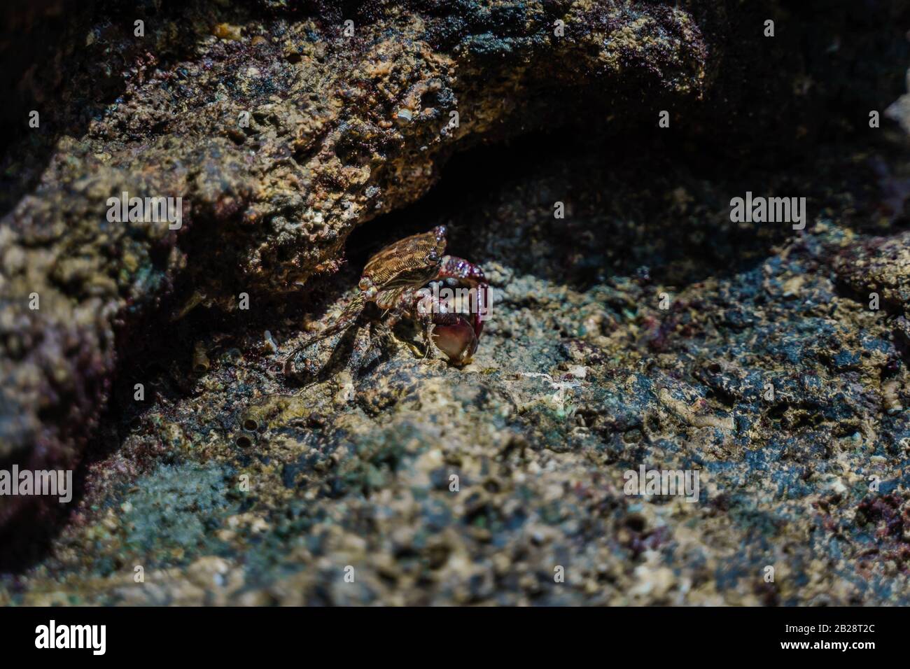 Granchio Di Roccia Marmorizzato, Pachygrapsus Marmoratus. Granchio Seduto Sulle Rocce Vicino Al Mare O L'Oceano Alla Spiaggia. Foto Stock