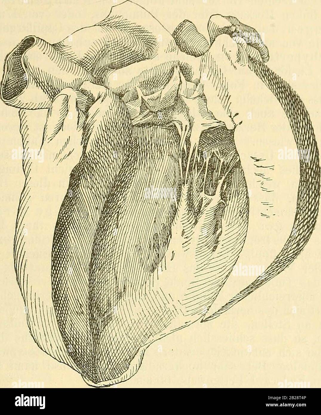 "Lehrbuch der allgemeinen patologischen anatomie und patogenese" (1887) Foto Stock