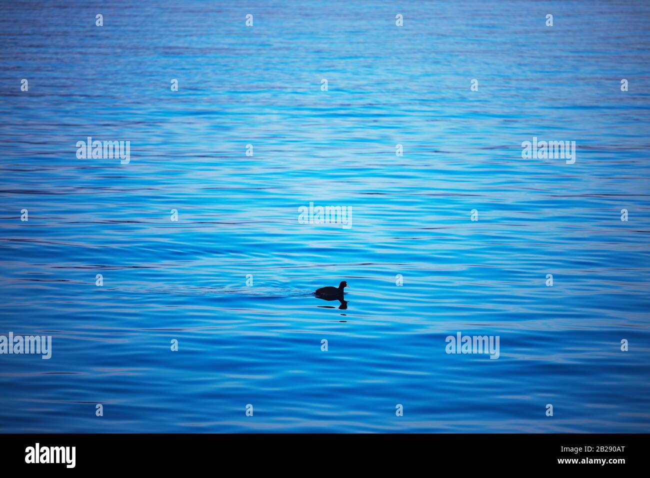 Piccola anatra nuoto su blu ripple acqua Foto Stock