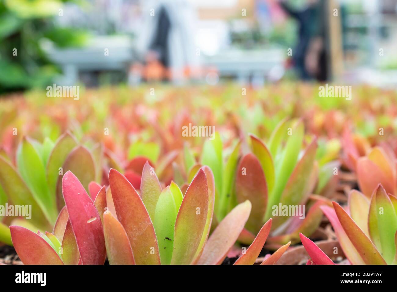 Foto della pianta di Crasla Capitella. È stato preso in un deposito che vende i prodotti del giardino. Primo piano. Foto Stock