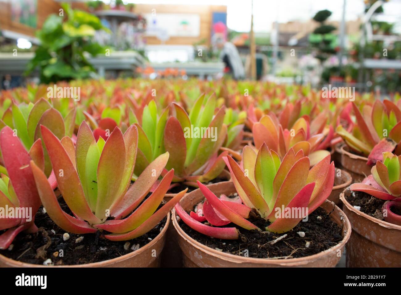 Foto della pianta di Crasla Capitella. È stato preso in un deposito che vende i prodotti del giardino. Primo piano. Foto Stock