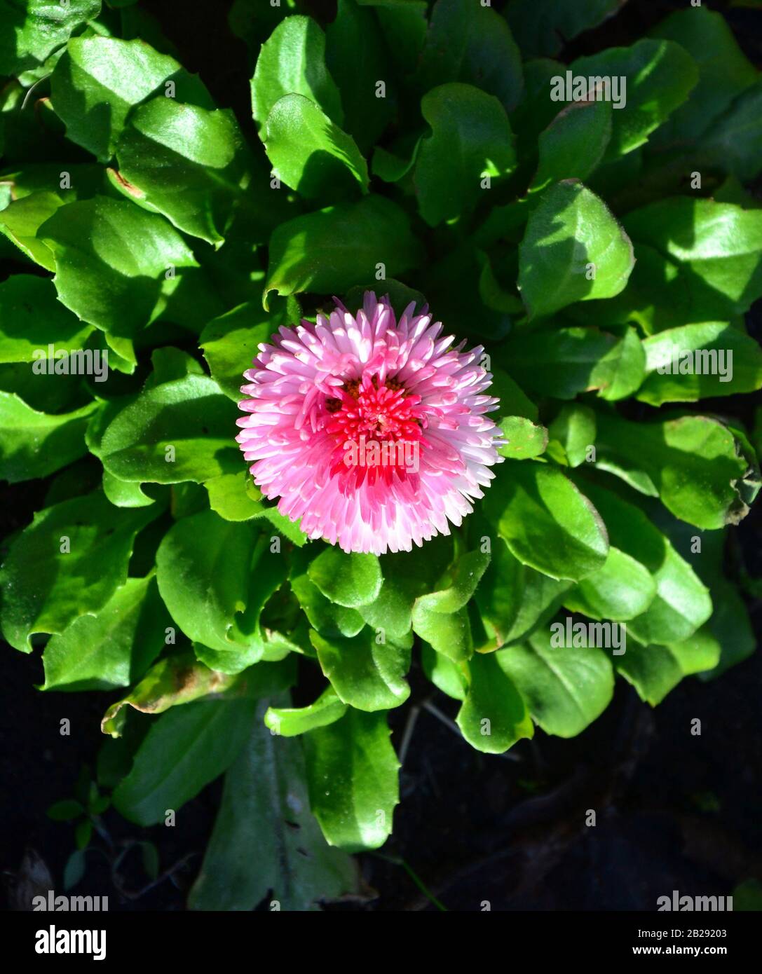 A Bellis perennis Pomponette bicolore Daisy flower visto dall'alto Foto Stock