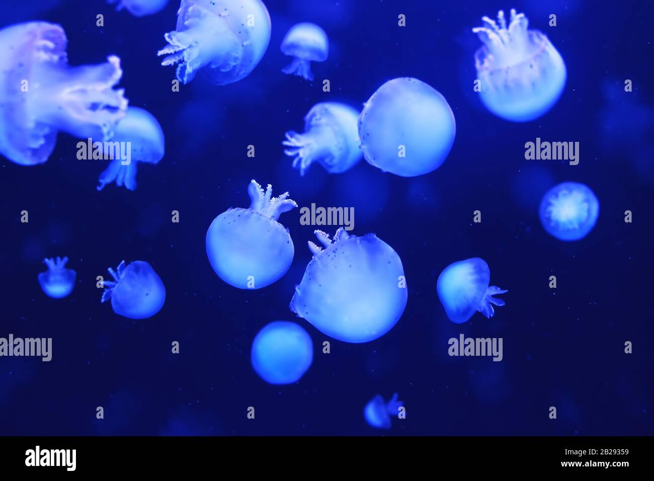 Bella meduse nuotare, incandescente e galleggiante in piscina acqua. Animali oceanici profondi. Sottomarino, natura subacquea concetto. Blu sfocato alla moda Foto Stock