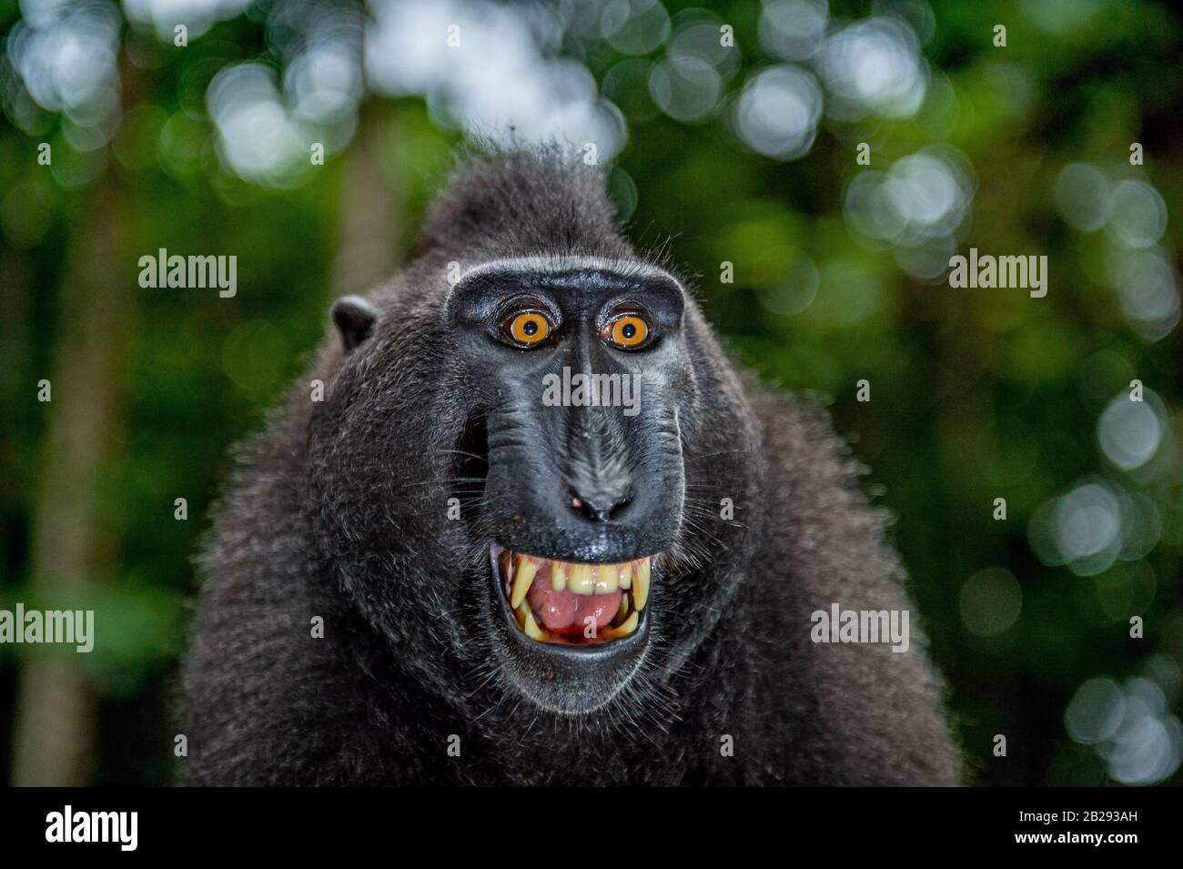 Celebes macaco con bocca aperta. Primo piano ritratto sullo sfondo verde naturale. Macaco nero crestato, macaco crestato Sulawesi o nero Foto Stock