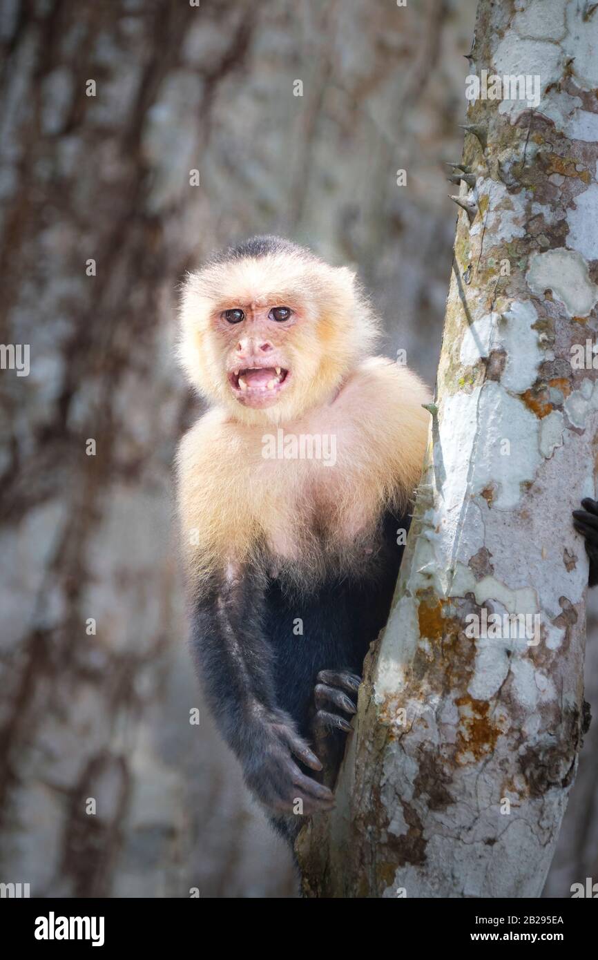 Una scimmia cappuccina bianca si innesca dietro un tronco di albero sulla spiaggia di Jaco, Costa Rica. Foto Stock