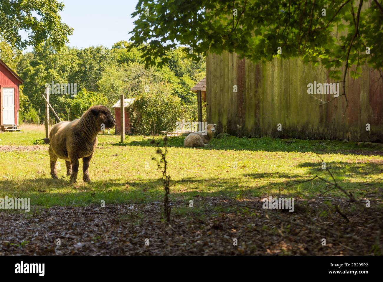 Due pecore che riposano vicino al vecchio fienile su un piccolo carmon caldo giorno estivo Foto Stock