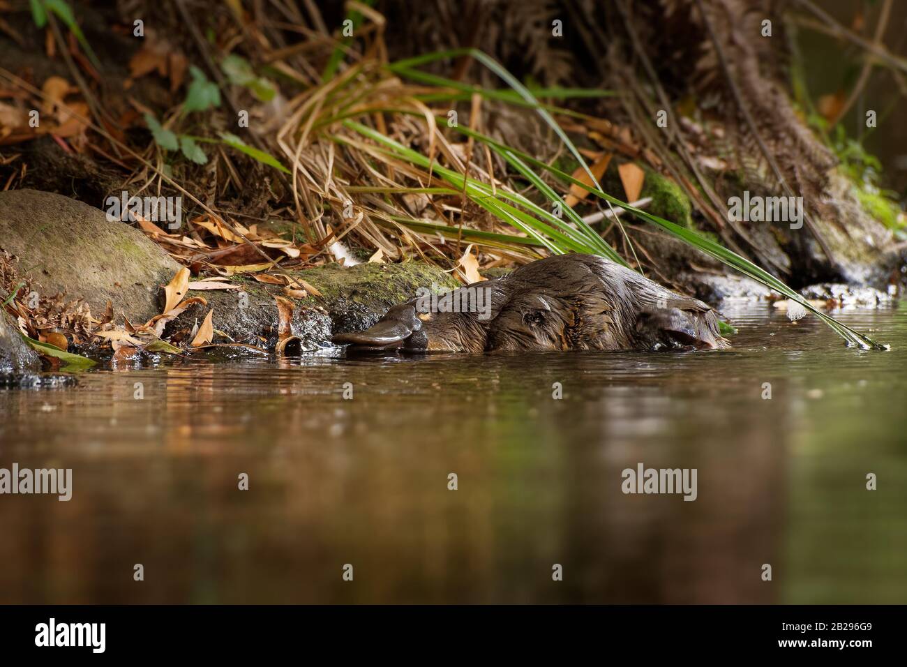 Platypus - Ornithorhynchus anatinus, anatra fatturati platypus, semiaquatic uovo-posa mammifero endemico dell'Australia orientale, compresa la Tasmania. Foto Stock