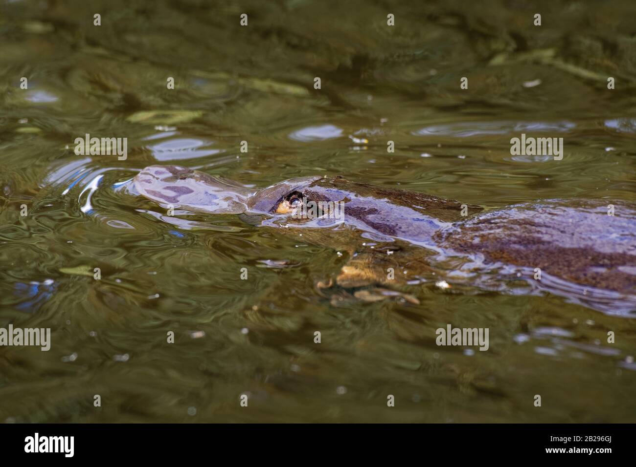 Platypus - Ornithorhynchus anatinus, anatra fatturati platypus, semiaquatic uovo-posa mammifero endemico dell'Australia orientale, compresa la Tasmania. Foto Stock