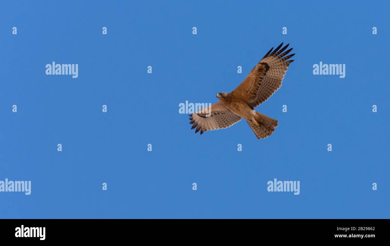 L'aquila di Bonelli (Hieraaetus fasciautus) a sharm El-sheikh, Egitto Foto Stock