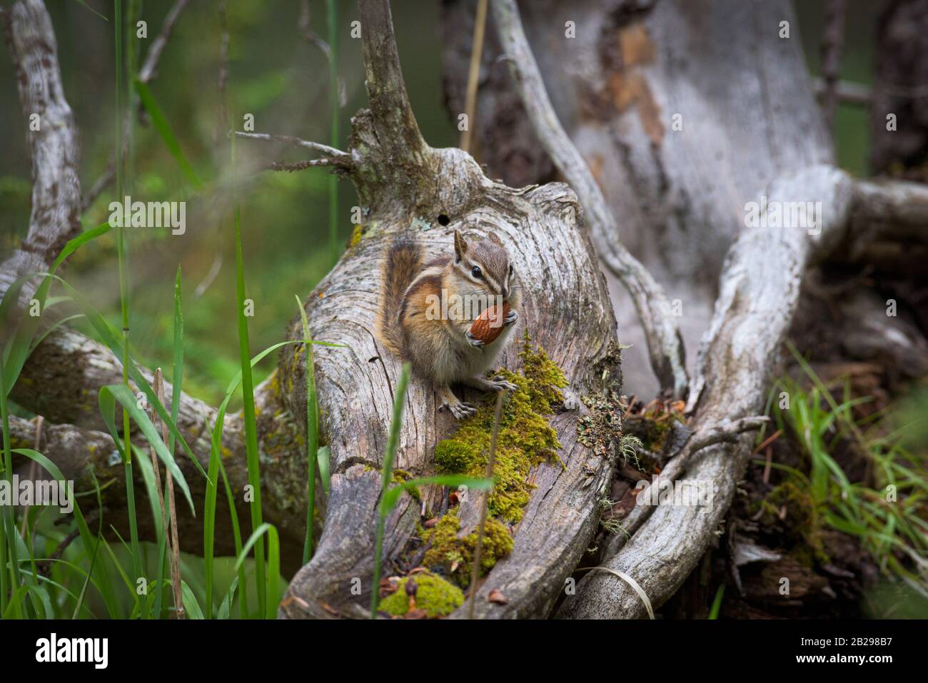 Lo scoiattolo su un albero Foto Stock