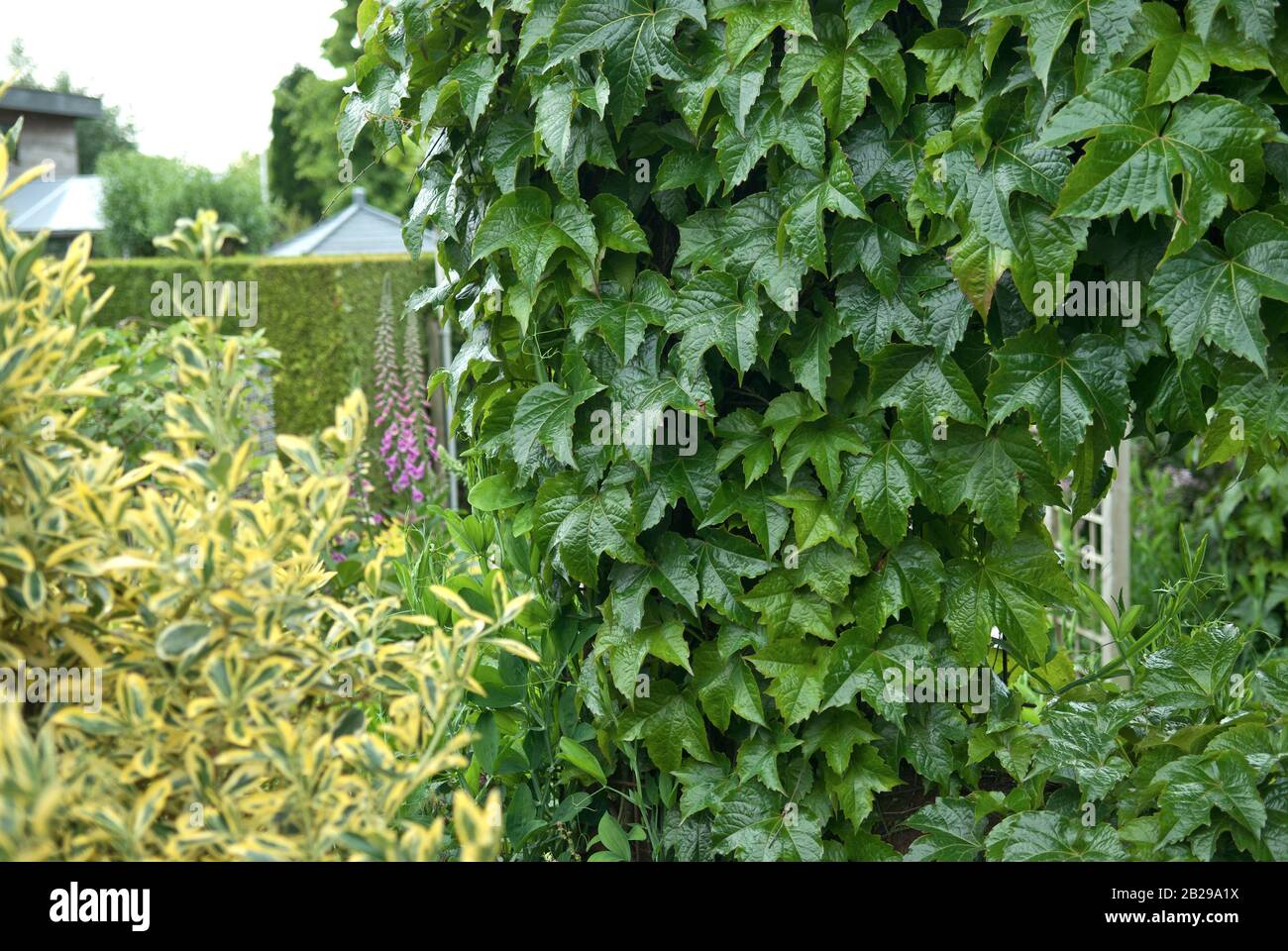 Jungfernrebe (Parthenocissus tricuspidata " Verde primavera') Foto Stock