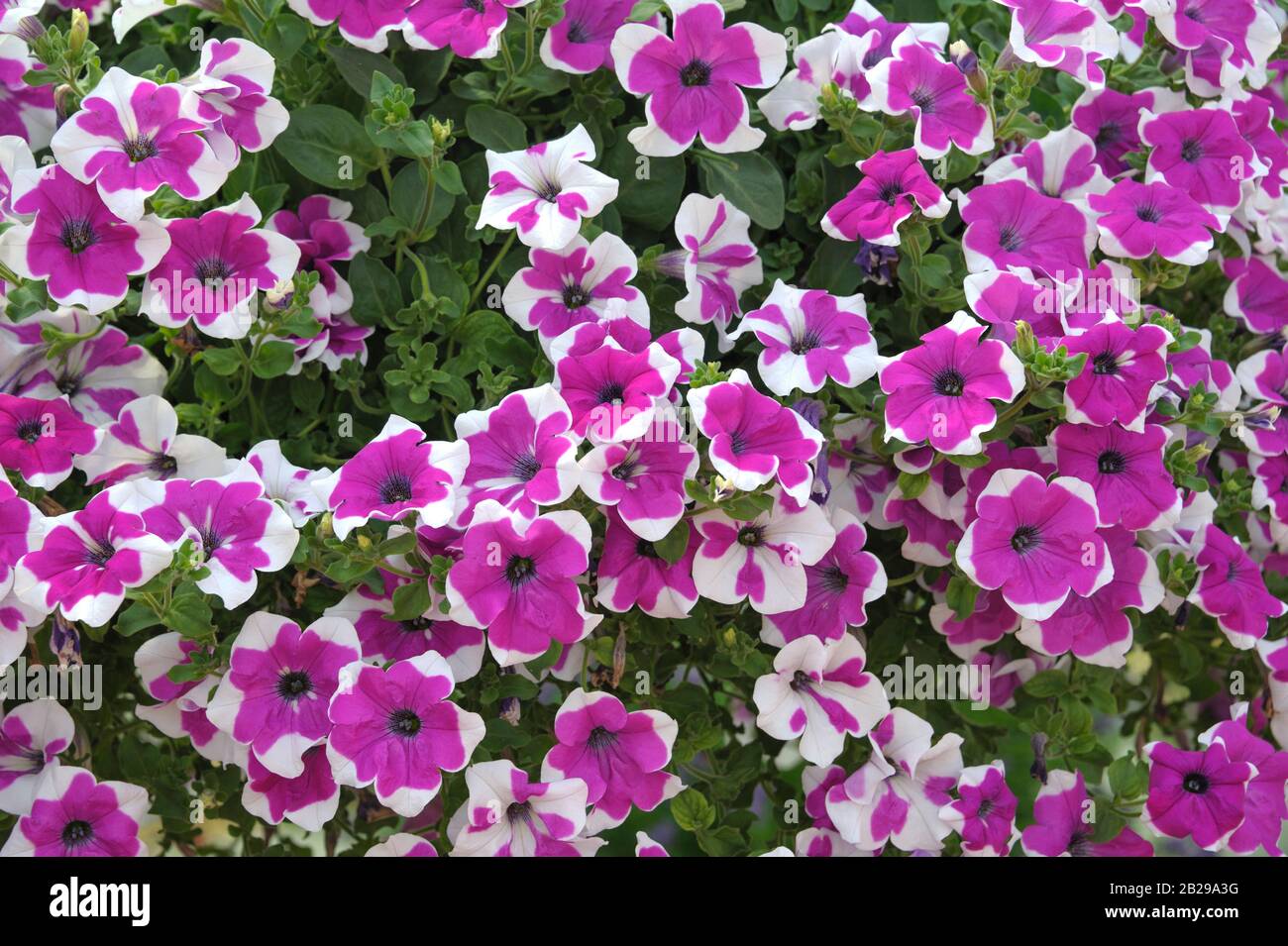 Petunie (Petunia HAPPYTOONIA Picotee viola) Foto Stock