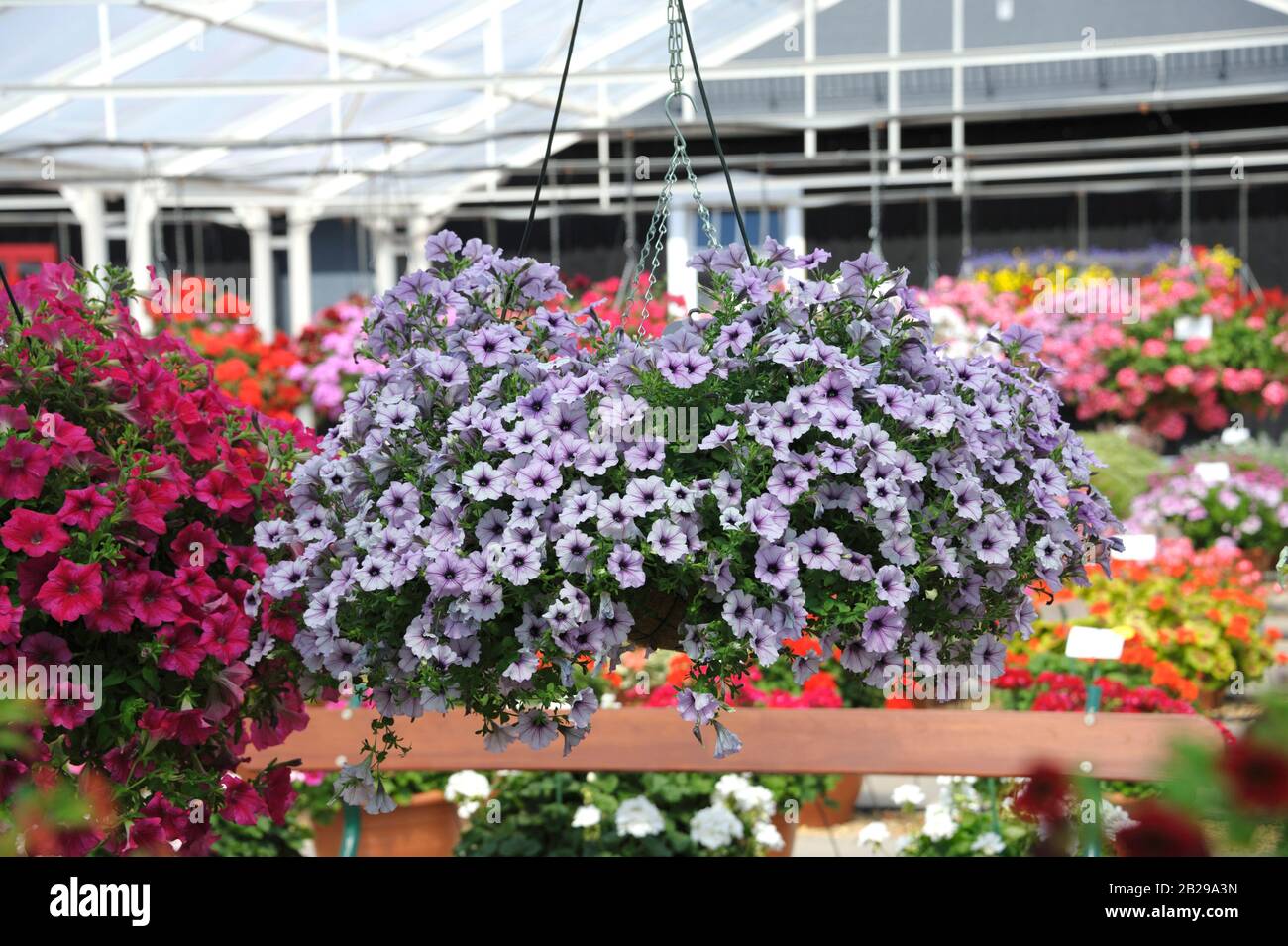 Petunie (Petunia HAPPYTOONIA vena blu) Foto Stock