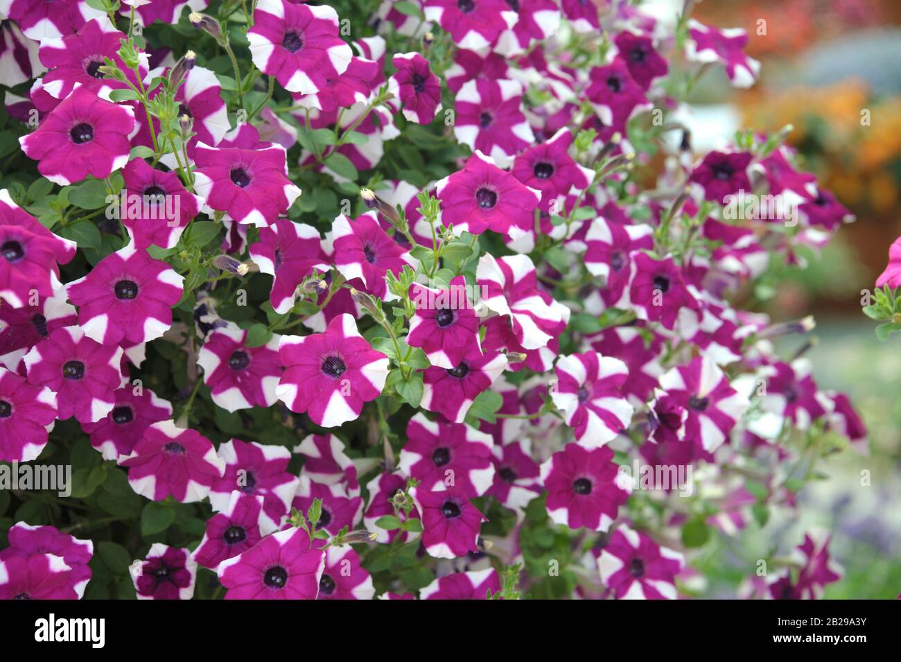 Petunie (Petunia HAPPYTOONIA Stella viola) Foto Stock