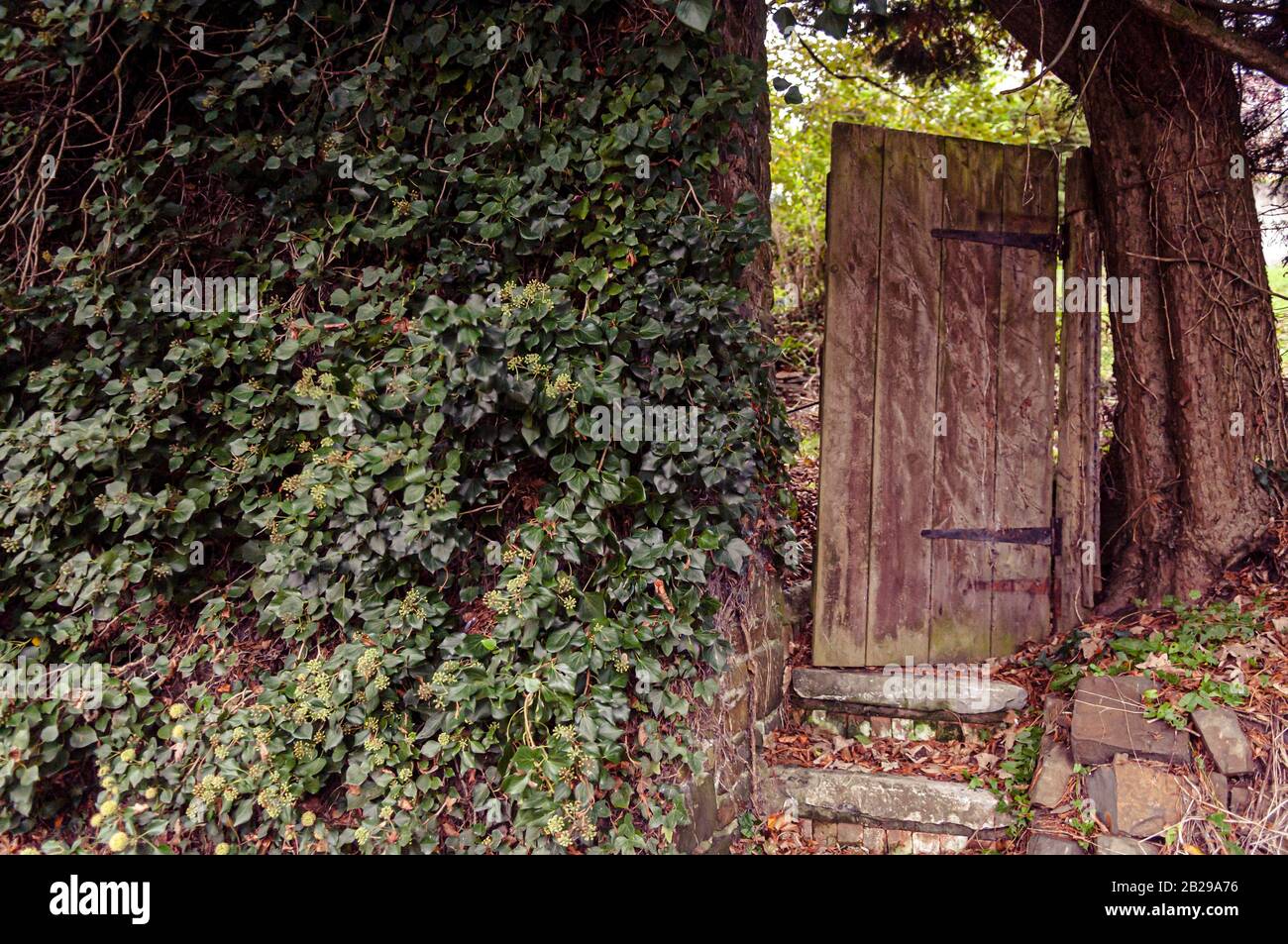 Serie di gradini in pietra che conducono ad una vecchia porta, in legno, storta. La porta è appesa tra un tronco di albero e una parete coperta di edera. Foto Stock