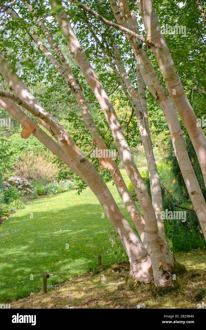 Gold-Birke (Betula ermanii 'Grayswood Hill') Foto Stock