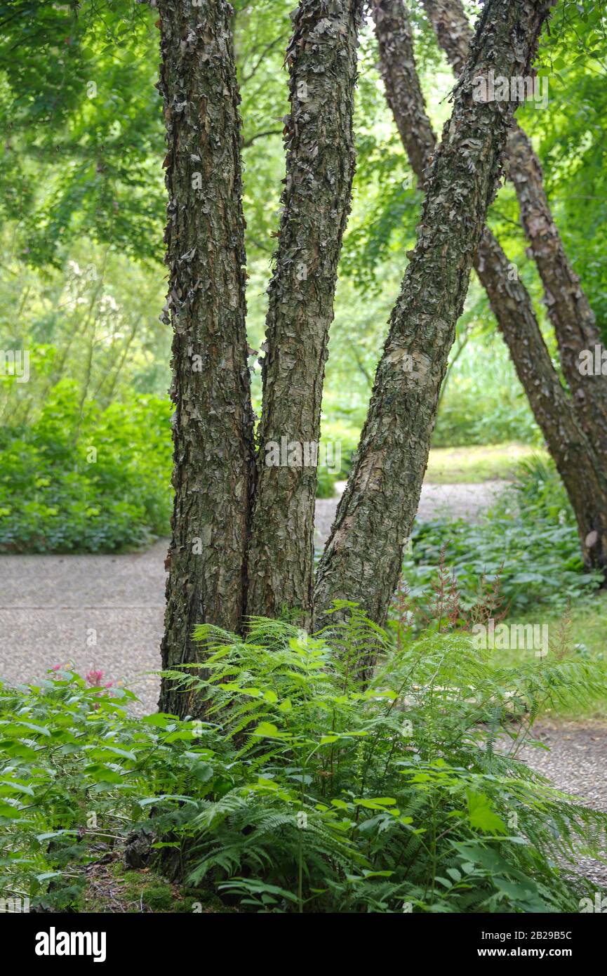 Schwarz-Birke (Betula nigra) Foto Stock