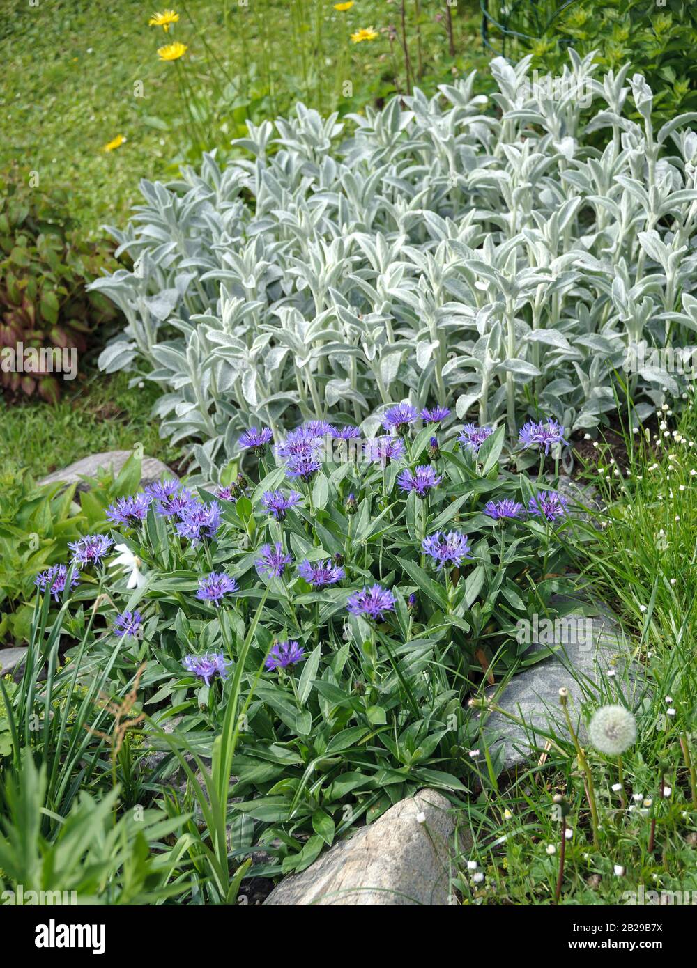 Berg-Flockenblume (Centaurea montana), Wollziest (Stachys byzantina) Foto Stock