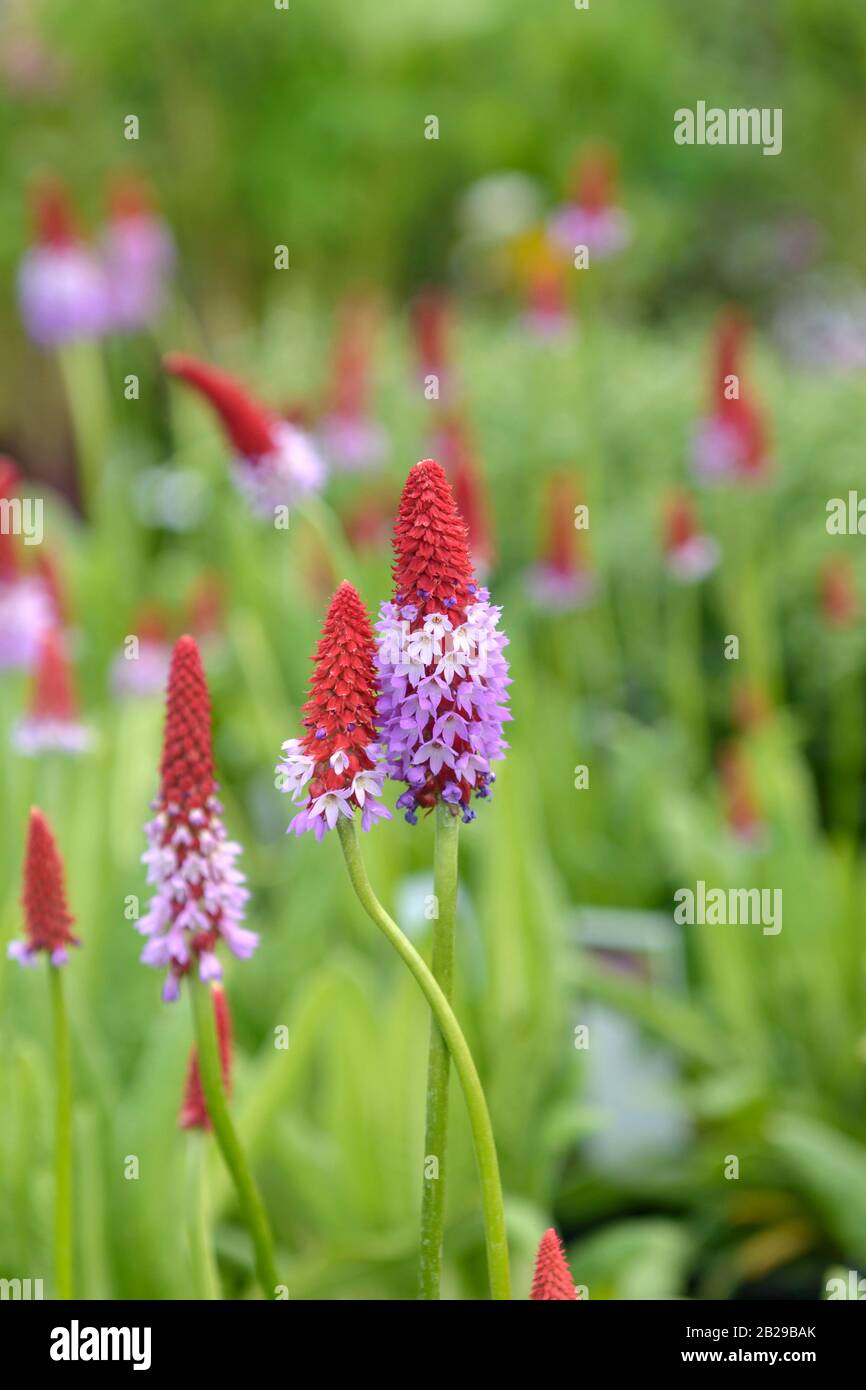Orchideen-Primel (Primula vialii) Foto Stock
