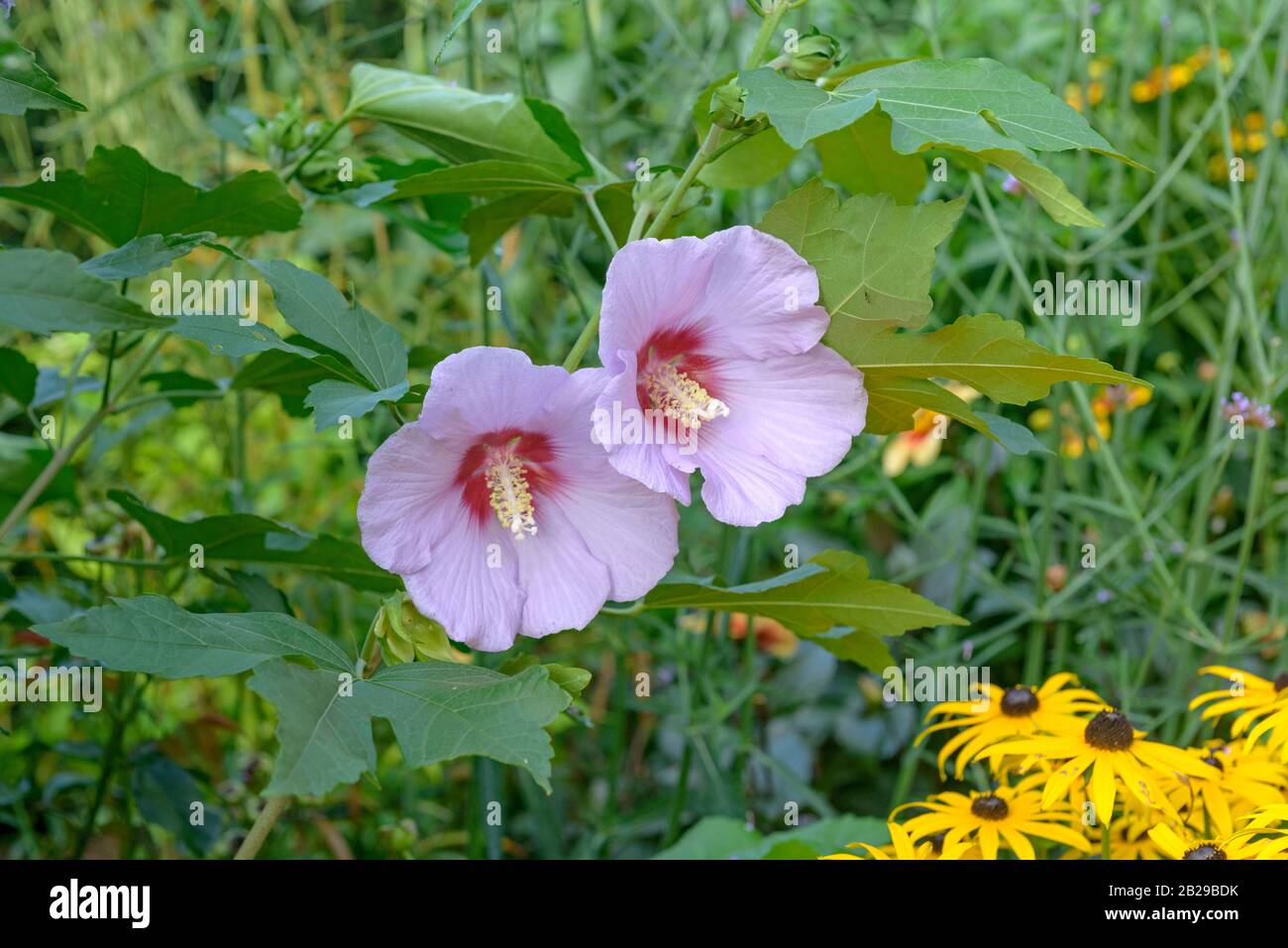 Baum-Eibisch (Hibiscus 'Resi') Foto Stock