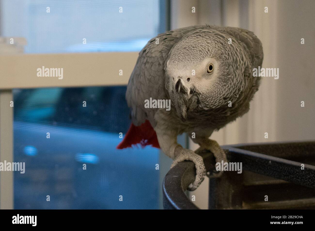 Un pappagallo grigio africano Che Guarda la fotocamera con curiosità Foto Stock