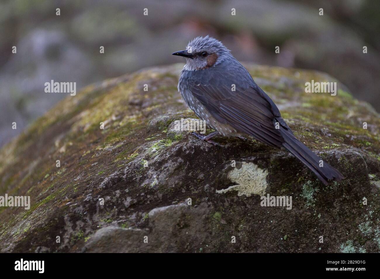 Un bulbul dall'orrido bruno (Hypsipetes amarotis) nel parco Izumi no mori, Tsuruma, Kanagawa, Giappone. Foto Stock