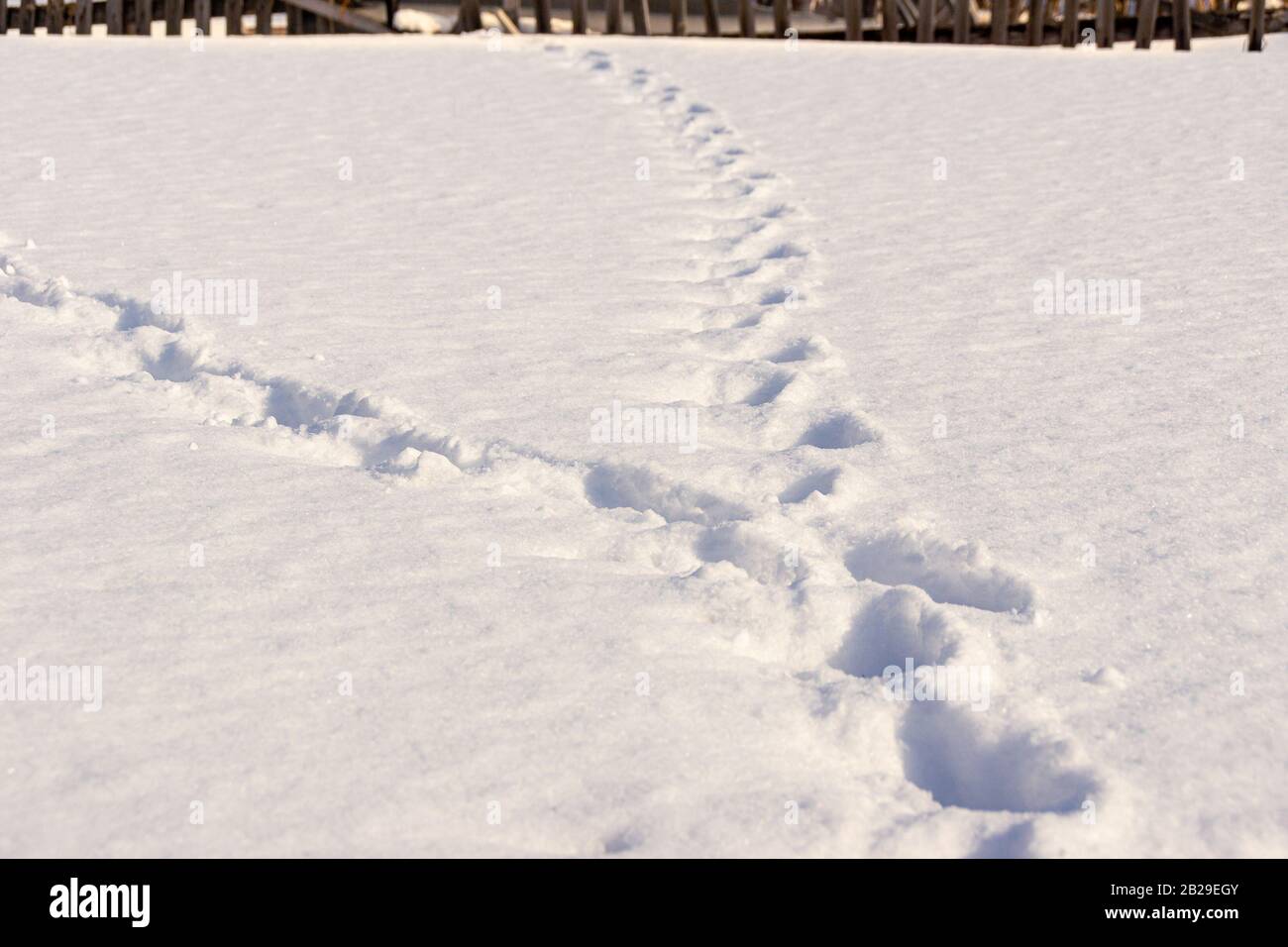 in una serata invernale, due piste nella neve si sono unite ulteriormente, con una messa a fuoco selettiva Foto Stock
