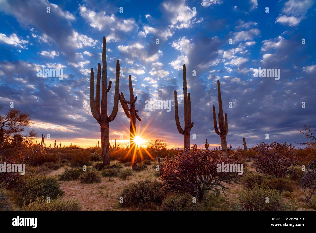 Paesaggio panoramico del deserto dell'Arizona con cactus Saguaro al tramonto Foto Stock