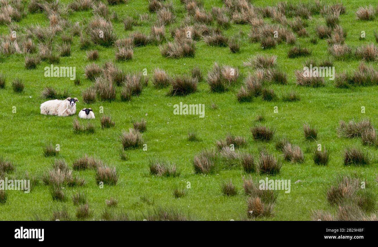 Pecore che prendono una pausa in Upland Way ai confini scozzesi, Scozia Foto Stock