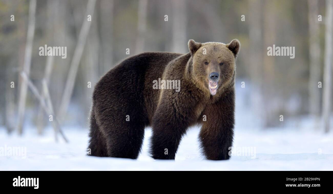 Orso marrone adulto selvaggio con la bocca aperta nella foresta di inverno. Nome Scientifico: Ursus Arctos. Habitat Naturale. Foto Stock