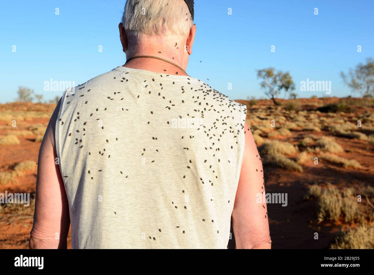Numerose mosche sulla schiena di un uomo, Northern Territory, NT, Australia Foto Stock