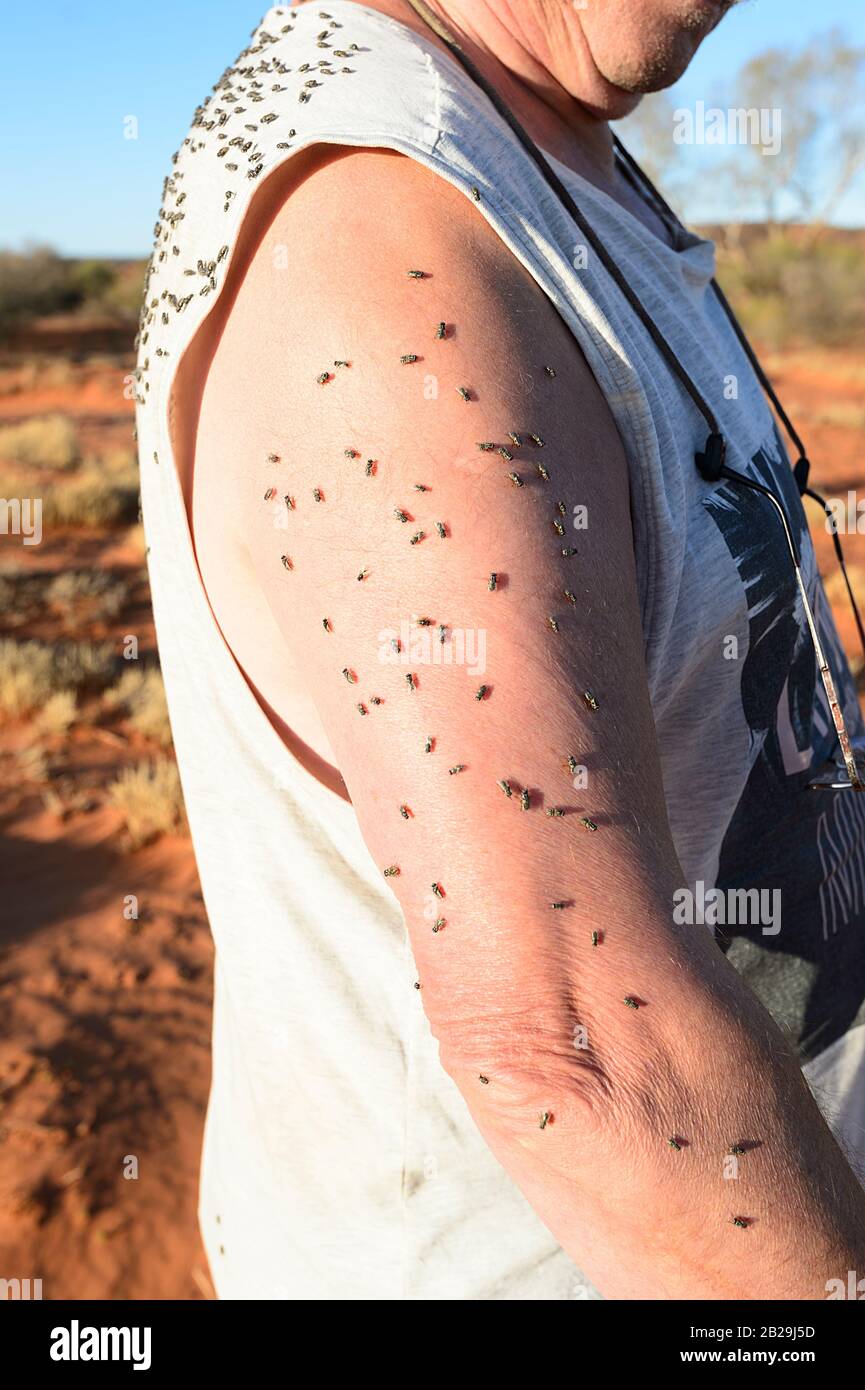 Numerose mosche sulla schiena e sul braccio di un uomo, Northern Territory, NT, Australia Foto Stock