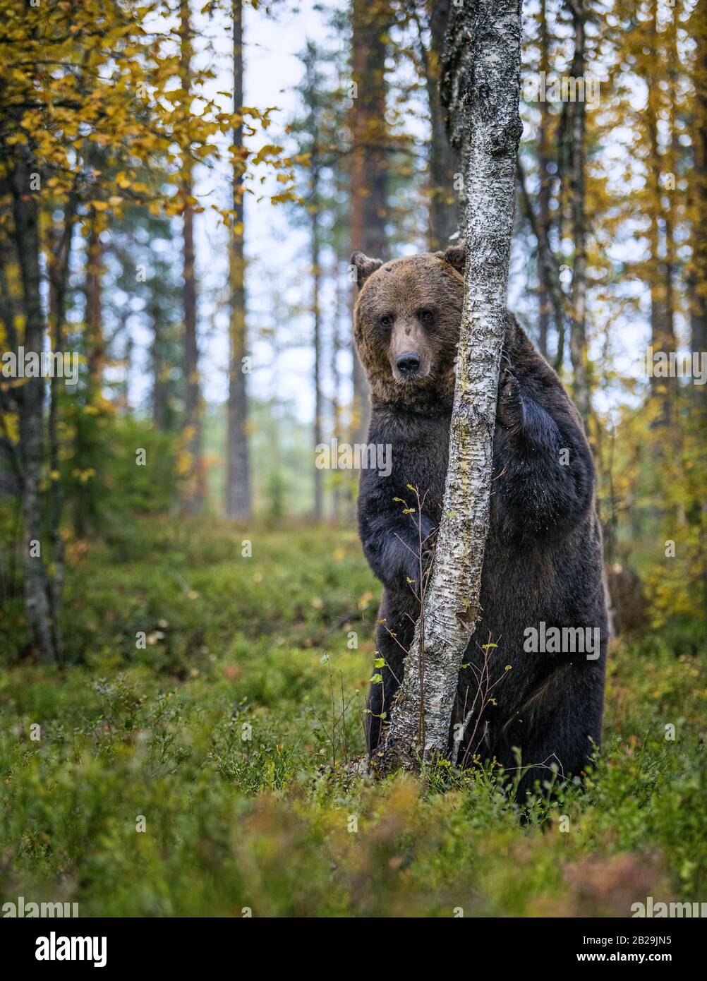 L'orso bruno si erge sulle sue gambe posteriori da un albero in una foresta. Nome scientifico: Ursus arctos. Habitat naturale. Stagione autunnale. Foto Stock