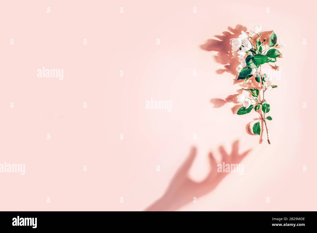 Layout creativo con un ramo di fiori di mela su sfondo rosa pastello. Disposizione piatta. Concetto minimo di primavera Foto Stock