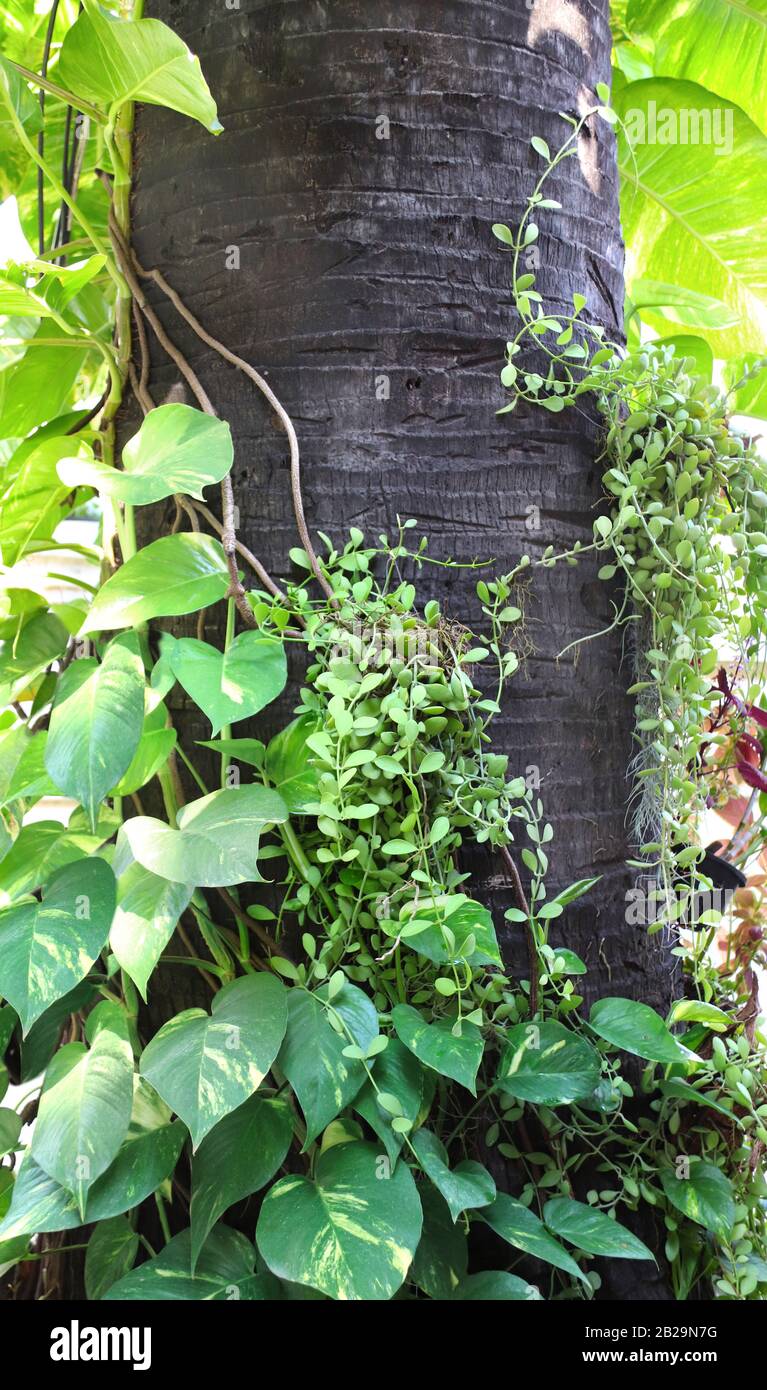 Tronco di palma e lussureggiante vegetazione tropicale. Piante Exotical con foglie verdi e rosse in un giardino. Modello di simulazione. Sfondo natura verticale con copia sp Foto Stock