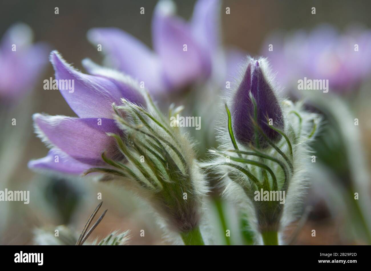 Pastefa orientale da vicino (o giglio di roccia, croco di prateria, anemone di foglia di taglio (Patens di Pulsatilla)). NAP di fiori è ben visto. Foto Stock