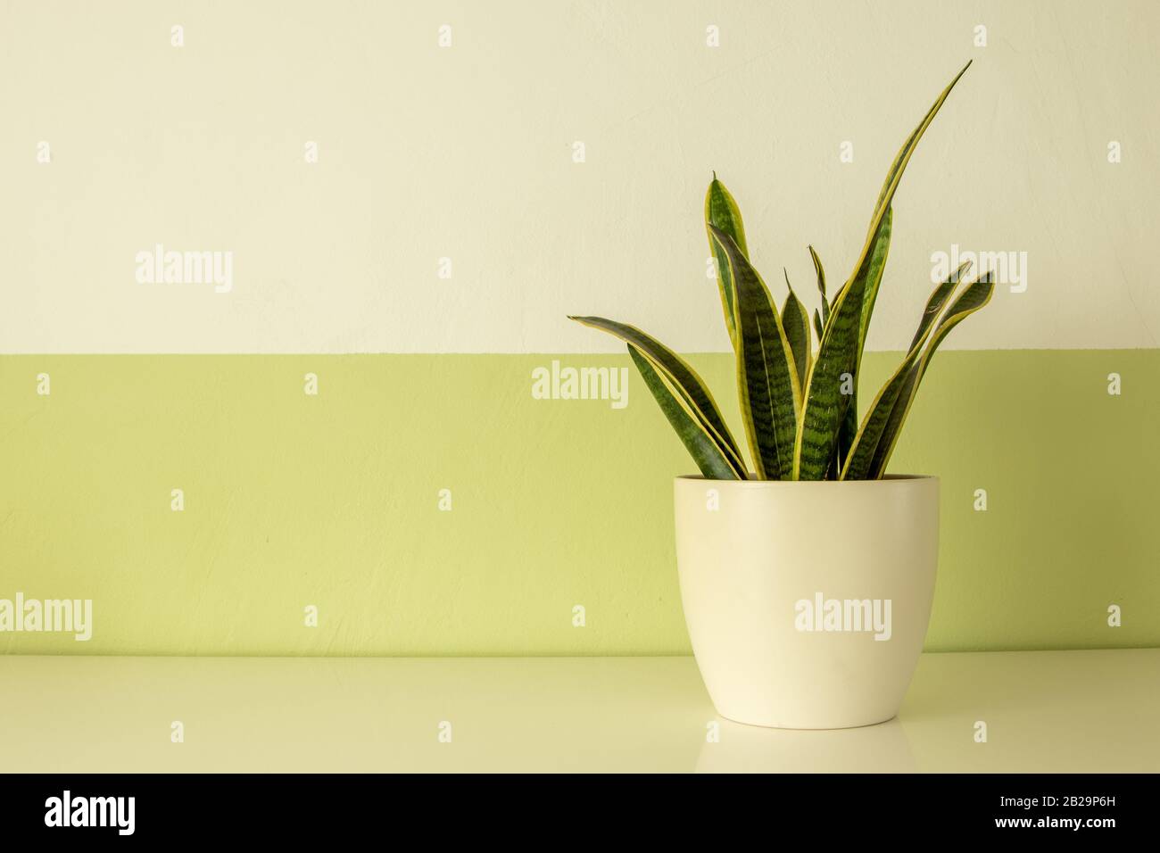 pianta in vaso su una tavola bianca, parete bianca e verde come sfondo Foto Stock