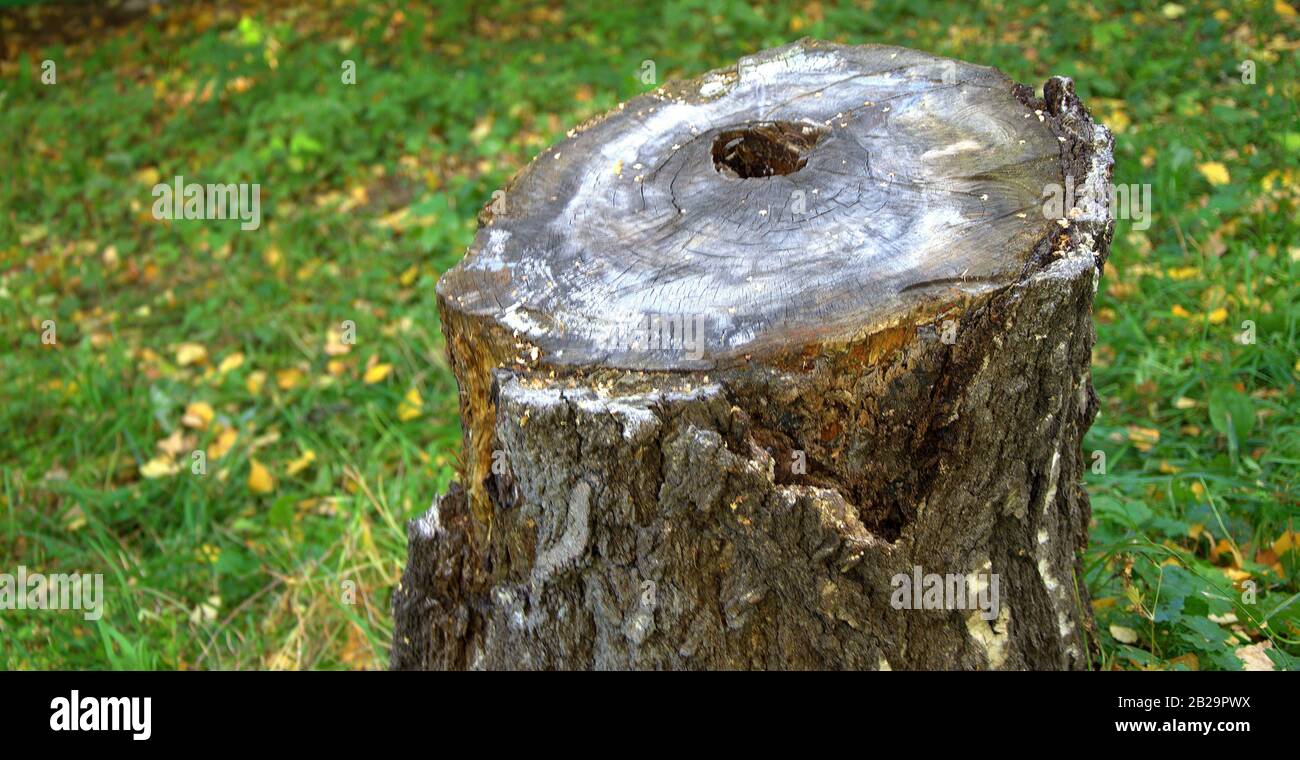 Vecchia moncone con un buco nel centro in una radura di foresta. Primo piano. Foto Stock