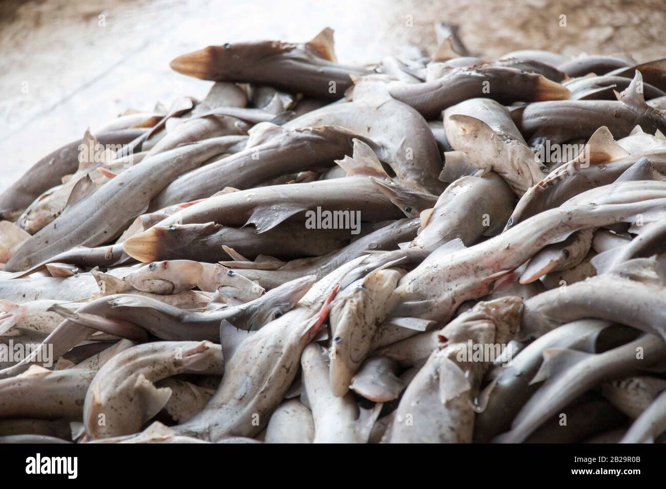 Gli squali non sono sempre predatori apicali, ma non importa dove nella catena alimentare essi esistono, essi svolgono un ruolo critico e necessario nel suo equilibrio. Foto Stock