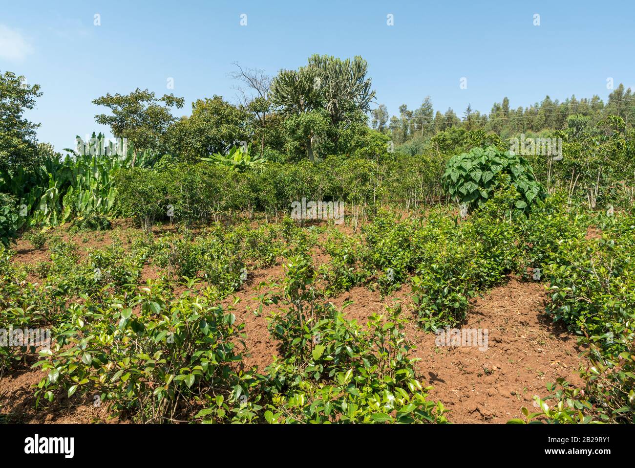 Vegetazione lussureggiante, agricoltura e terreni agricoli nella rurale Etiopia meridionale Foto Stock