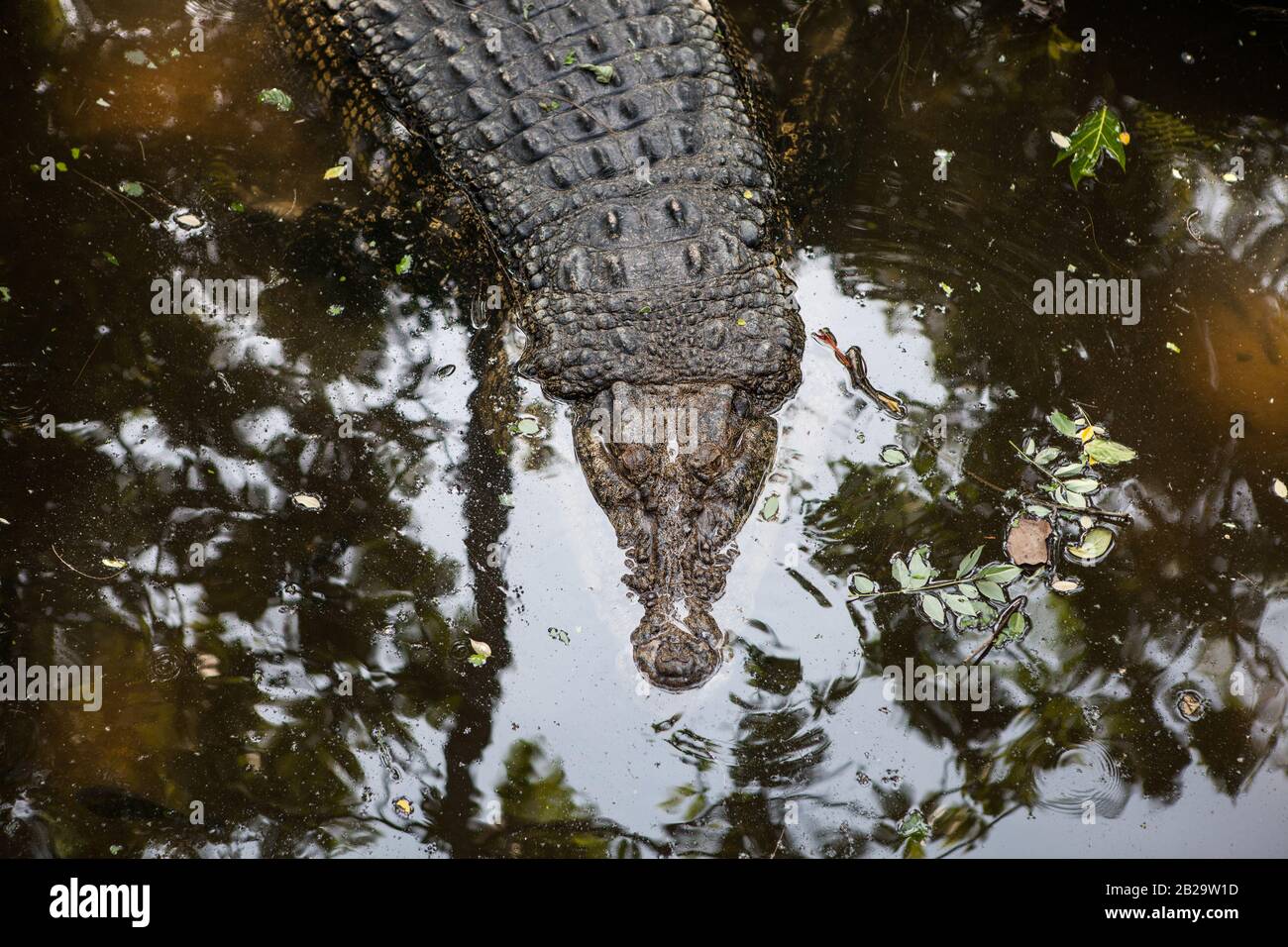 Indonesia, BALI - 20 GENNAIO 2011: Alligatori allo Zoo di Bali. Foto Stock