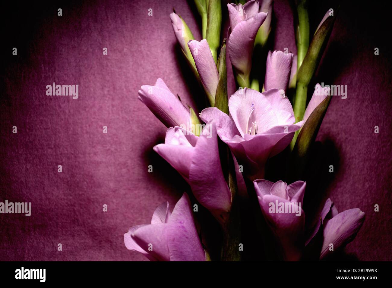 Fiori di Gladioli viola. Foto Stock