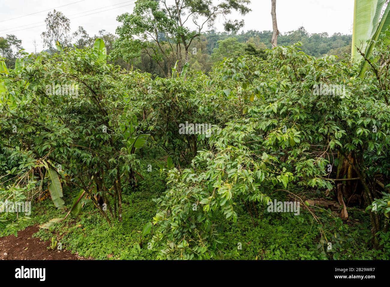 Ciliegie di caffè verde immature su piante di caffè in Yirgacheffe nell'Etiopia meridionale Foto Stock