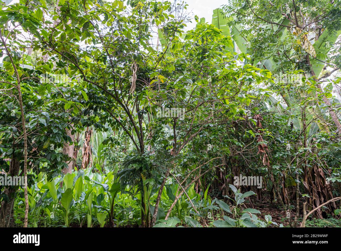 Lussureggiante vegetazione verde nella rurale sud Etiopia Foto Stock
