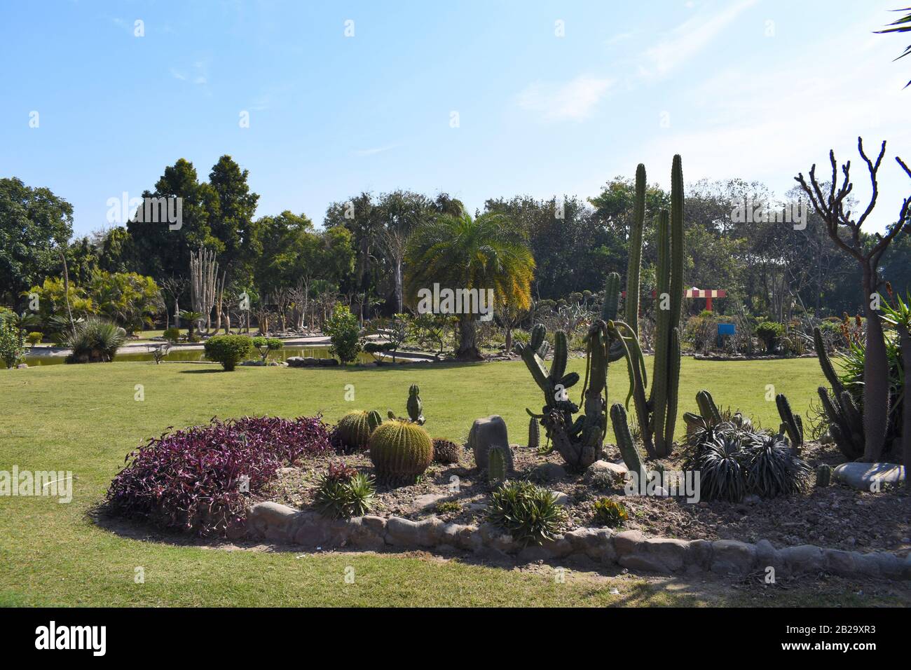 Cactus Garden a Panchkula, India. Foto Stock