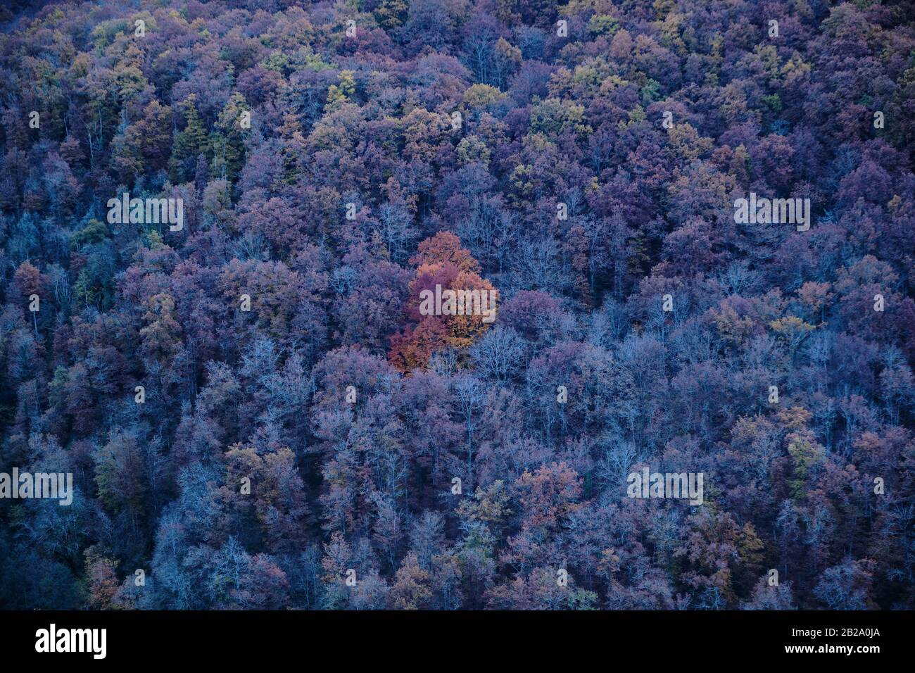 Veduta aerea delle cime degli alberi in una bella foresta d'autunno, Najac, Francia Foto Stock