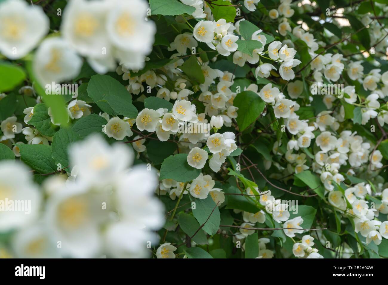 Simulazione Di Fiori D'Arancio. Bellissimo arbusto in fiore. Estate Foto Stock