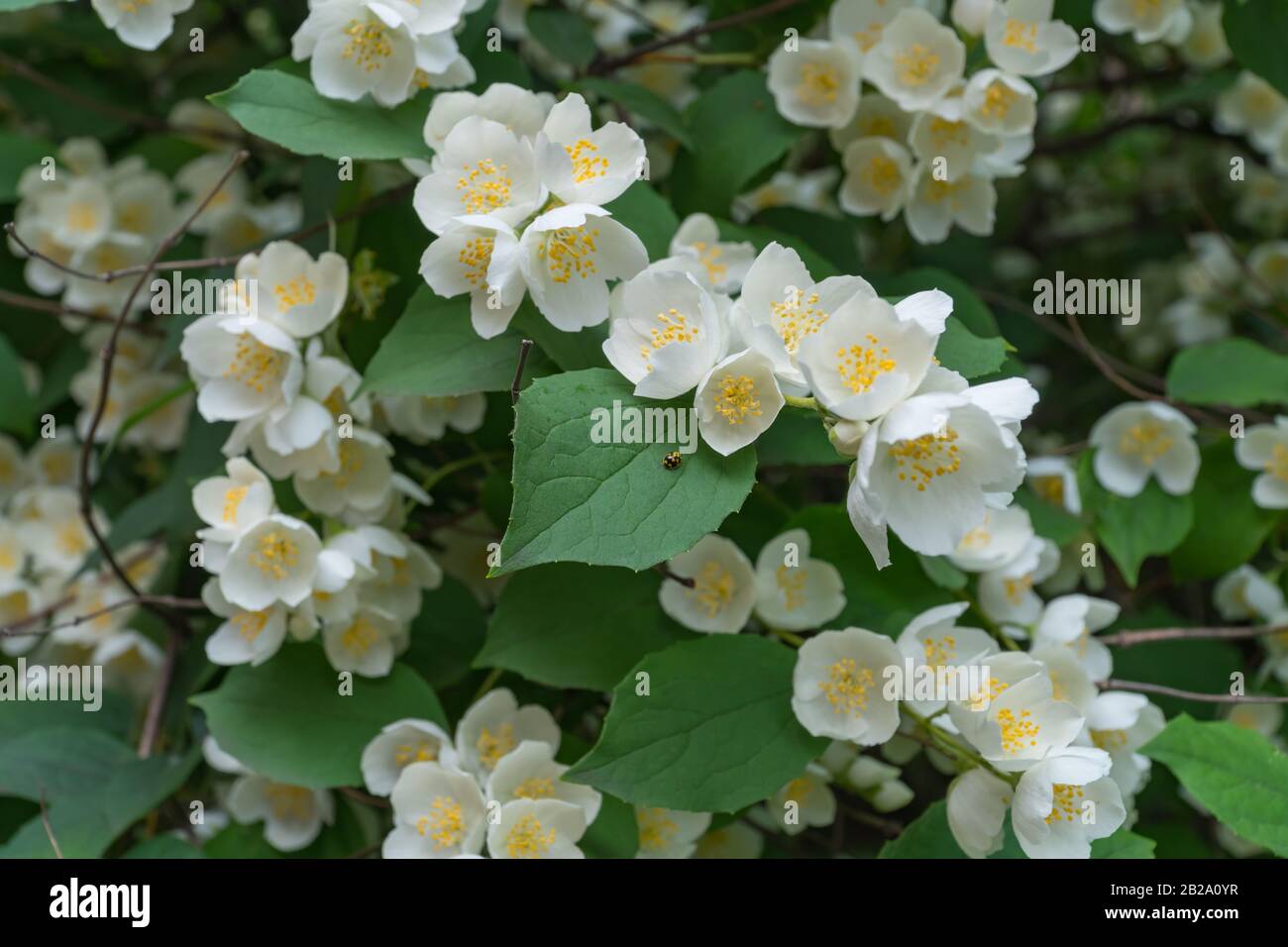 Simulazione Di Fiori D'Arancio. Bellissimo arbusto in fiore. Estate Foto Stock